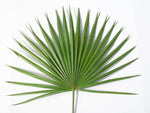 Altar Fan Palms (pkg. of 4)