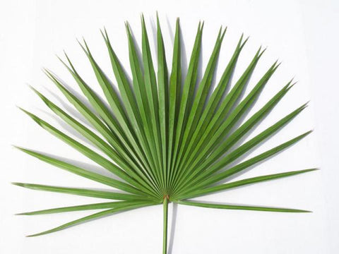 Palms-Fans (pkg. of 4)