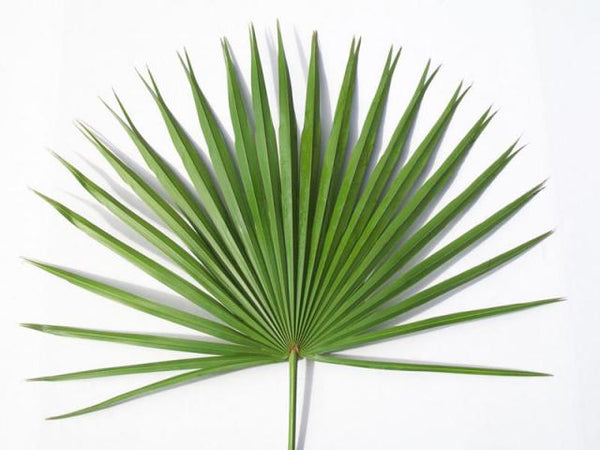 Altar Fan Palms (pkg. of 4)