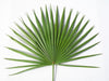 Altar Fan Palms (pkg. of 4)