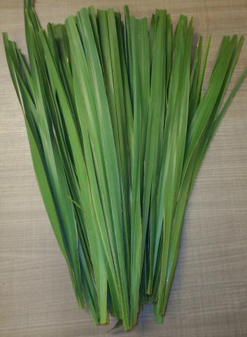 Bundle of Stripped Palms (100pcs)